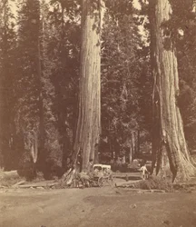 The Sentinels, 315 Feet High, Diameter 20 Feet